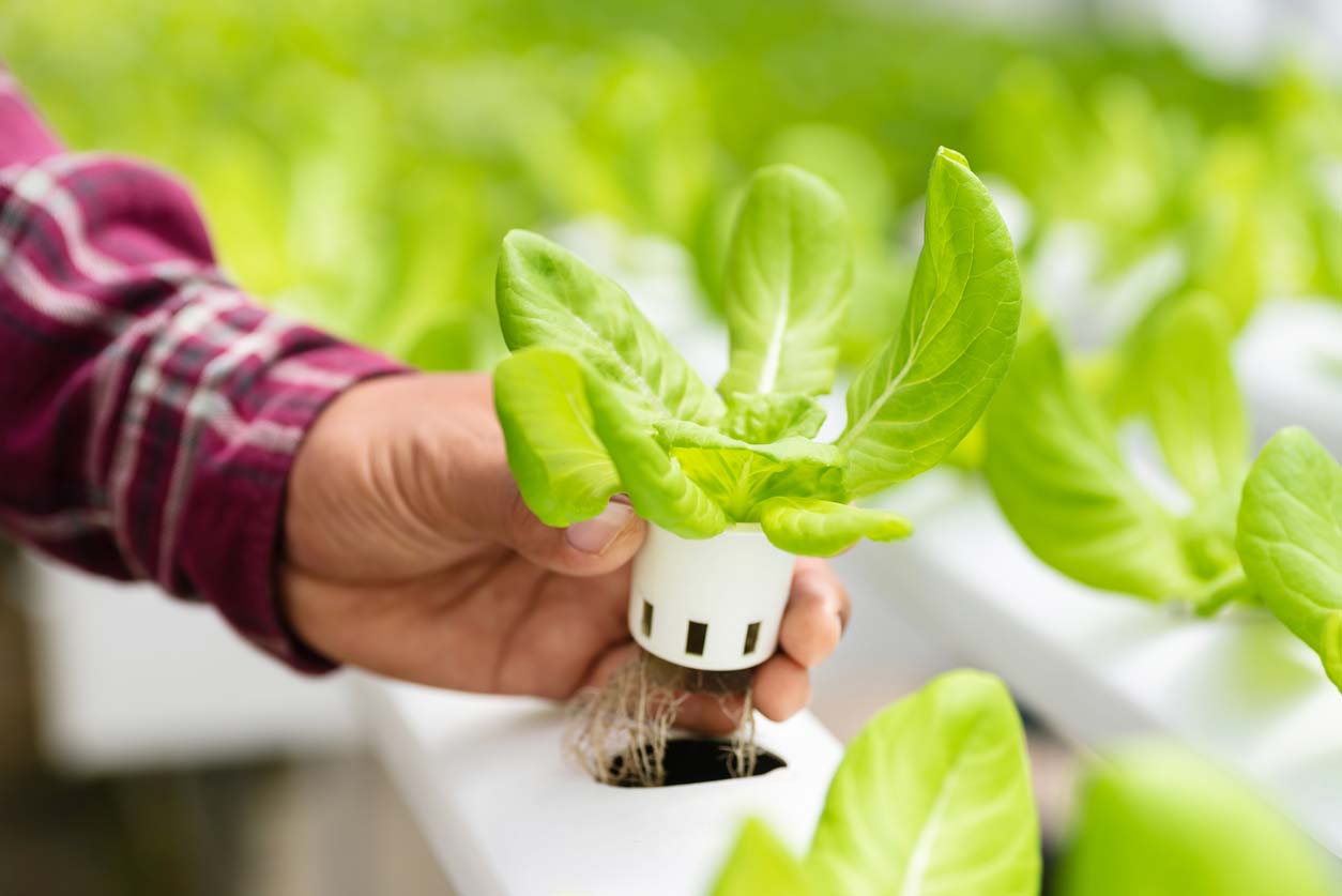 hand holding hydroponics plant