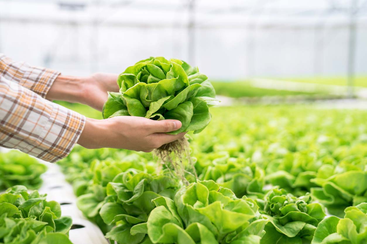 hands holding organic lettuce in hydroponic farm