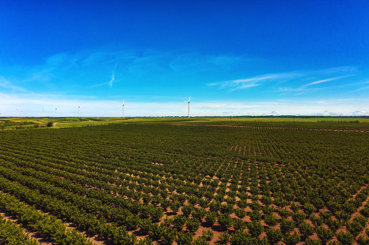 Hazelnut plantation and wind turbine