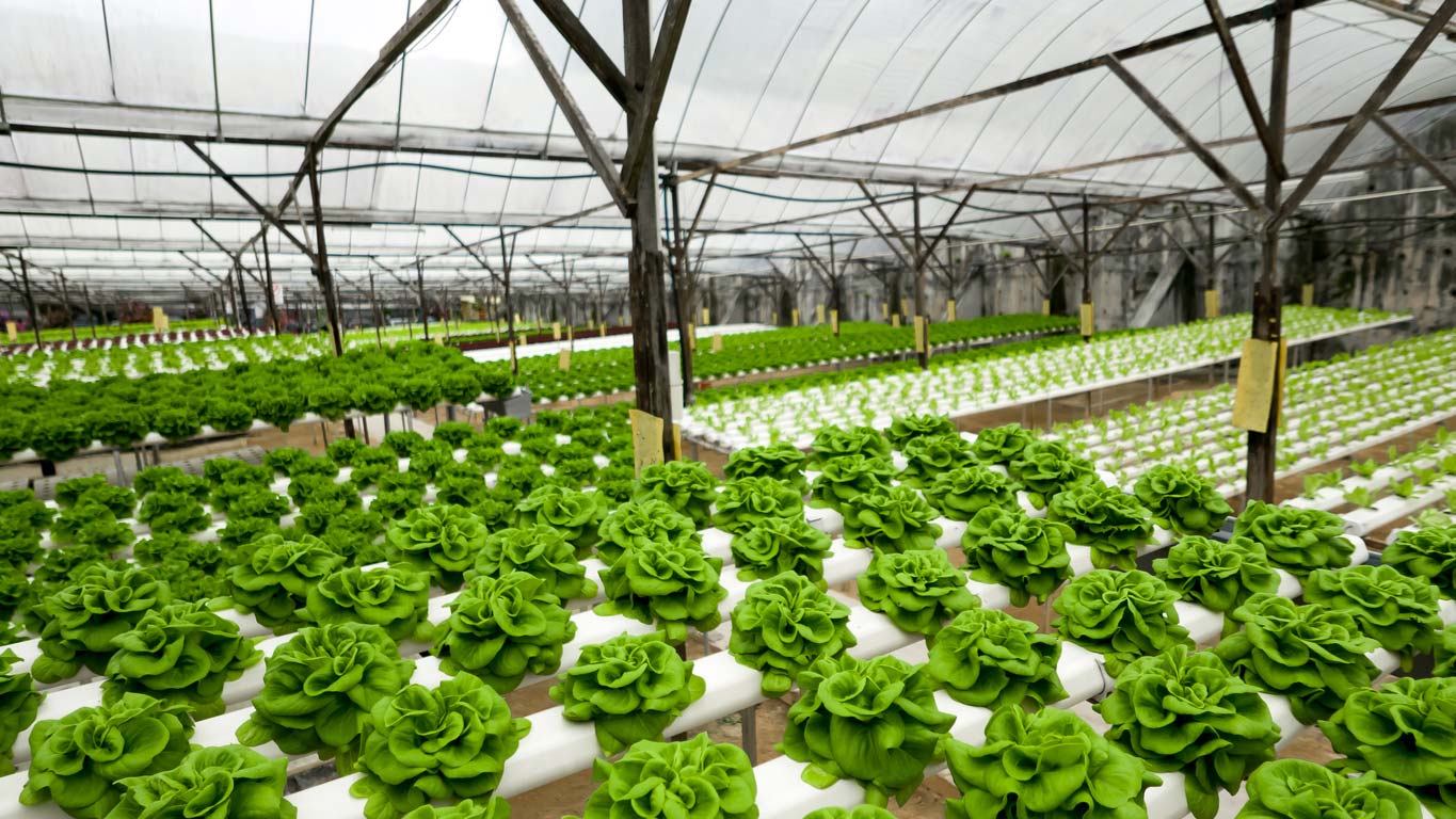 indoor hydroponic lettuce farm
