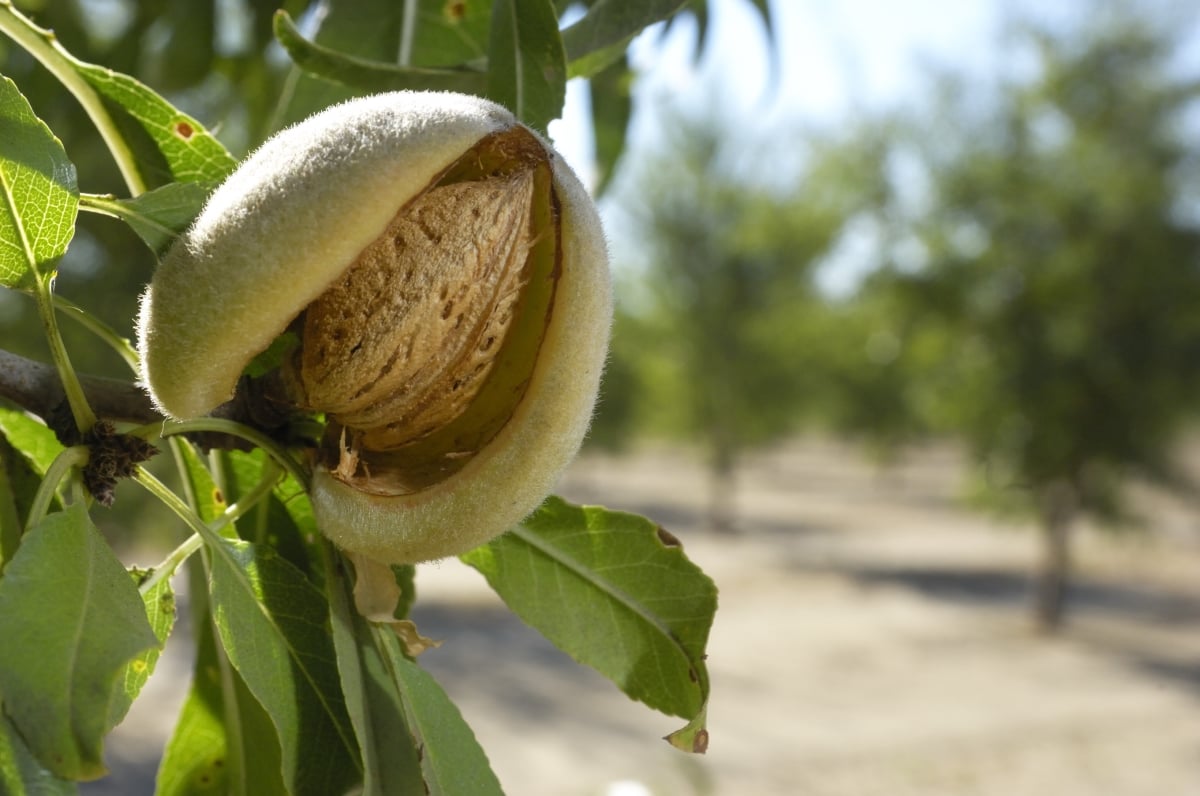 An almond growing on a tree